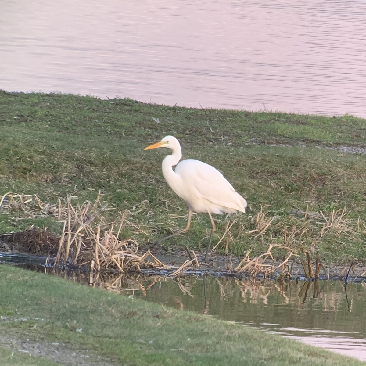 Great Egret - ML647708646
