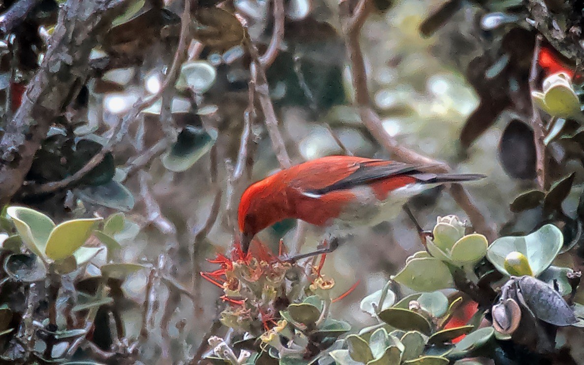 šatovník karmínový - ML647708652