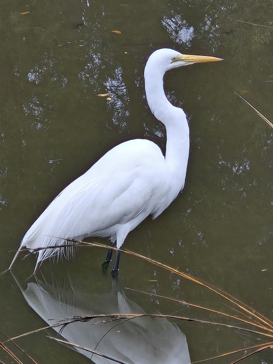 Great Egret - ML647708658