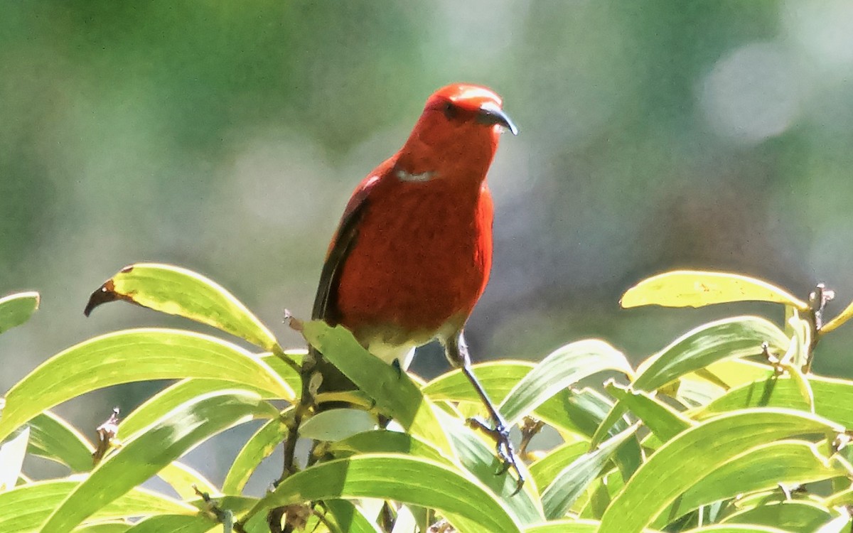 šatovník karmínový - ML647708659