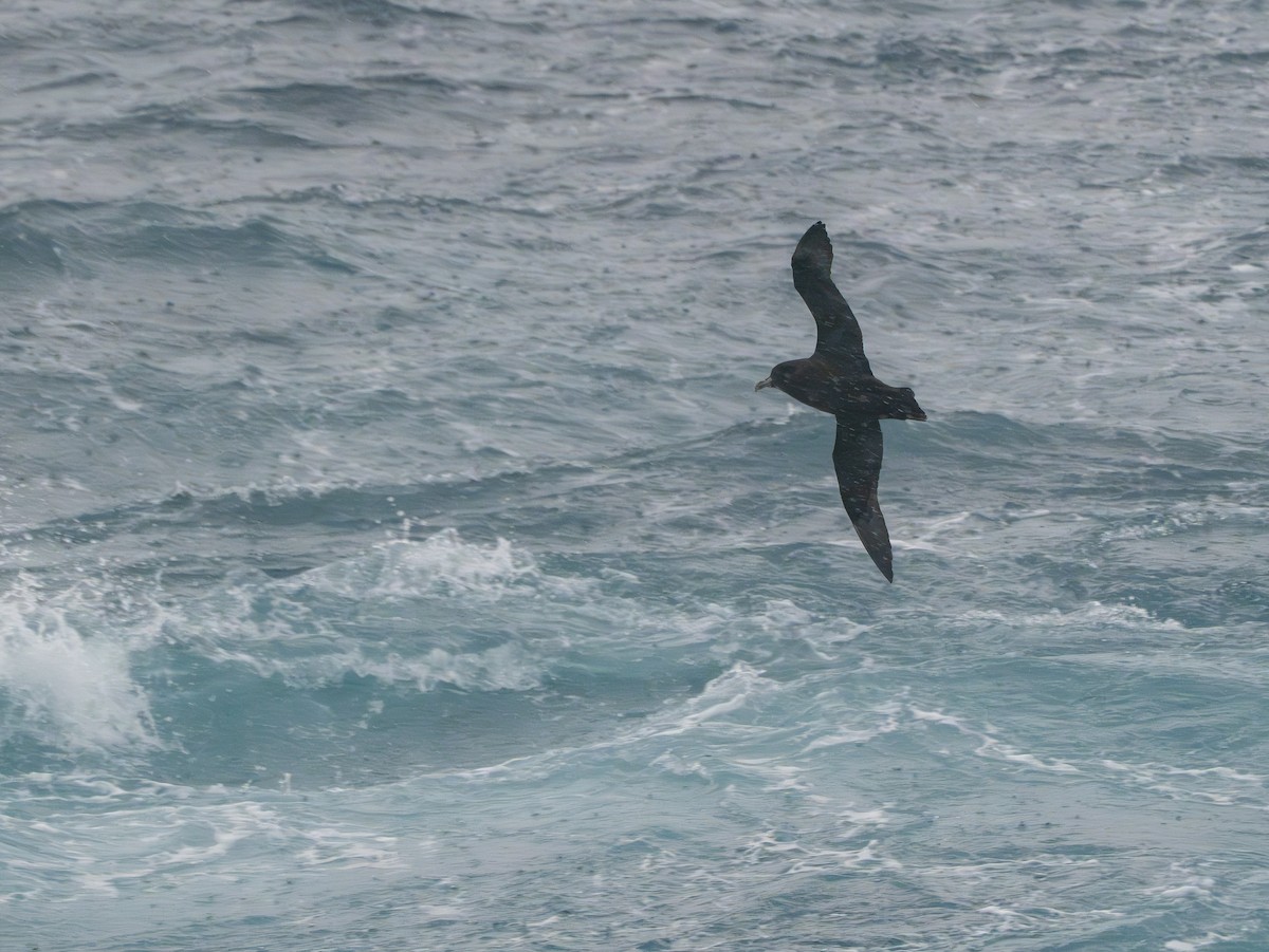 Буревісник білогорлий - ML647708662