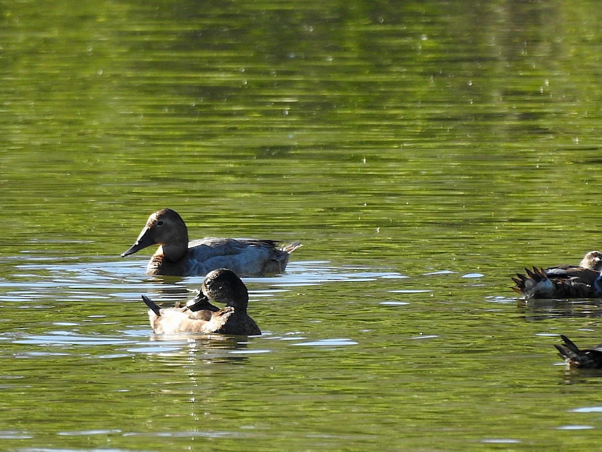 Fuligule à dos blanc - ML647708700