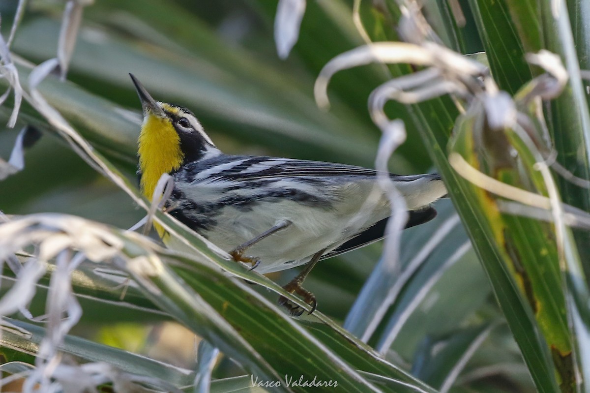 Goldkehl-Waldsänger - ML647708714