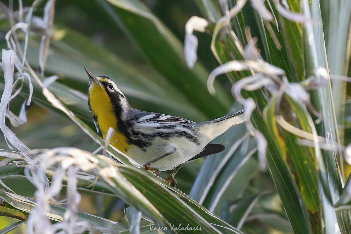 Goldkehl-Waldsänger - ML647708715