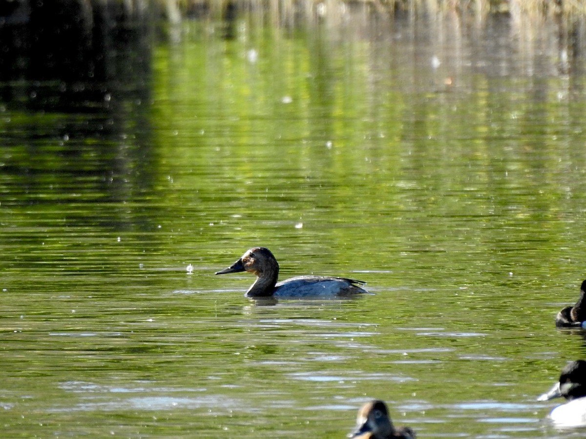 Fuligule à dos blanc - ML647708731