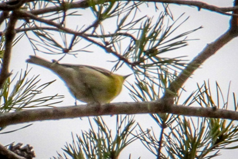 Kiefernwaldsänger - ML647708748