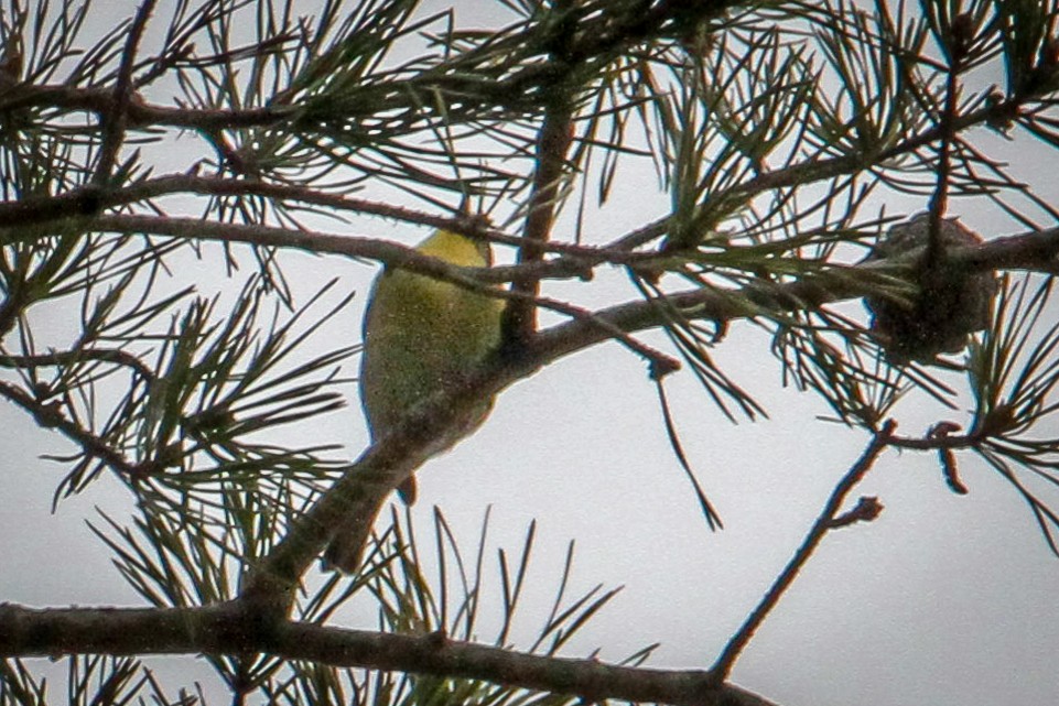 Kiefernwaldsänger - ML647708752