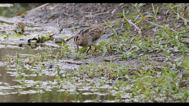 Latham's Snipe - ML647708757