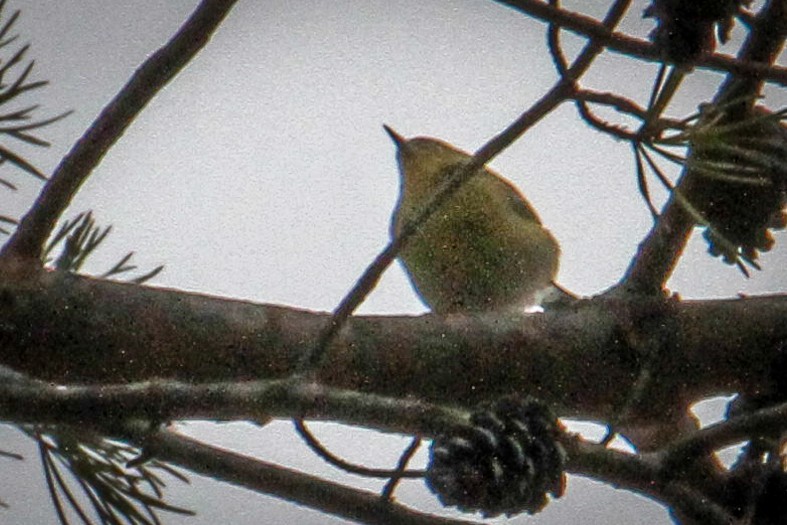 Kiefernwaldsänger - ML647708761