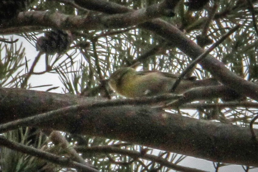 Kiefernwaldsänger - ML647708768