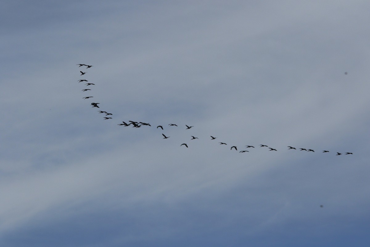 Beltzaran musuzuria - ML647708796