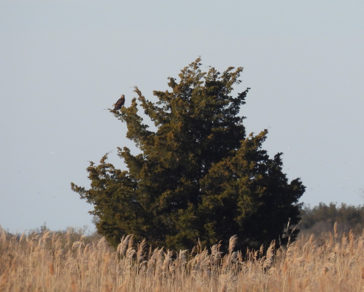 mørkmyrhauk - ML647708826