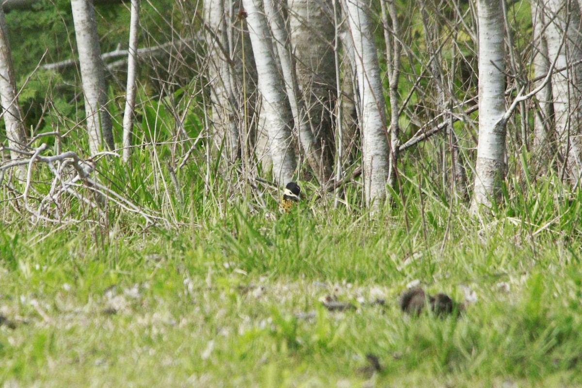 Черноусый дятел - ML647708932