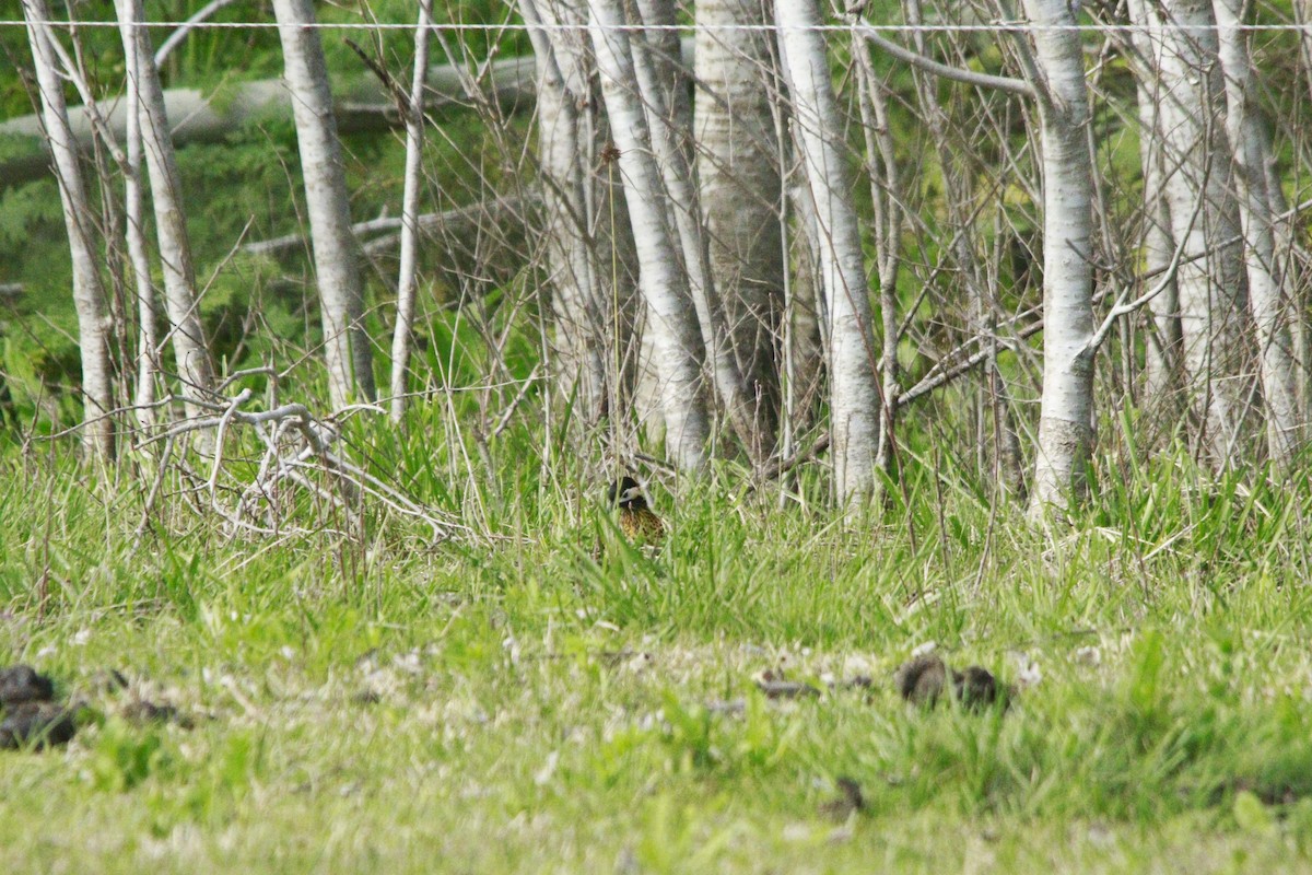 Черноусый дятел - ML647708933