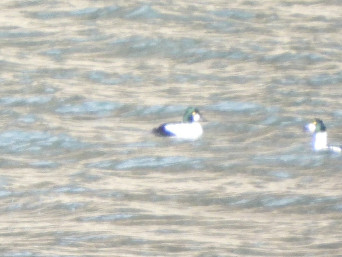 Quattrocchi - ML647708951