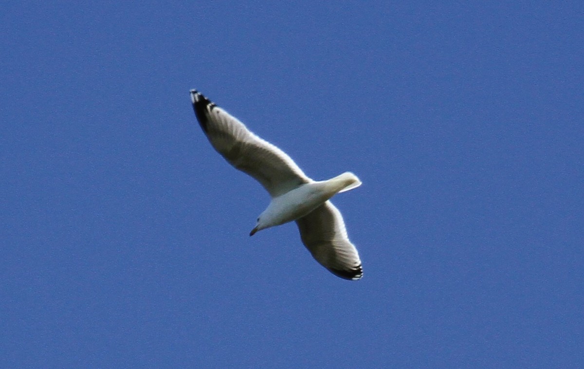 Black-legged Kittiwake - ML647708968