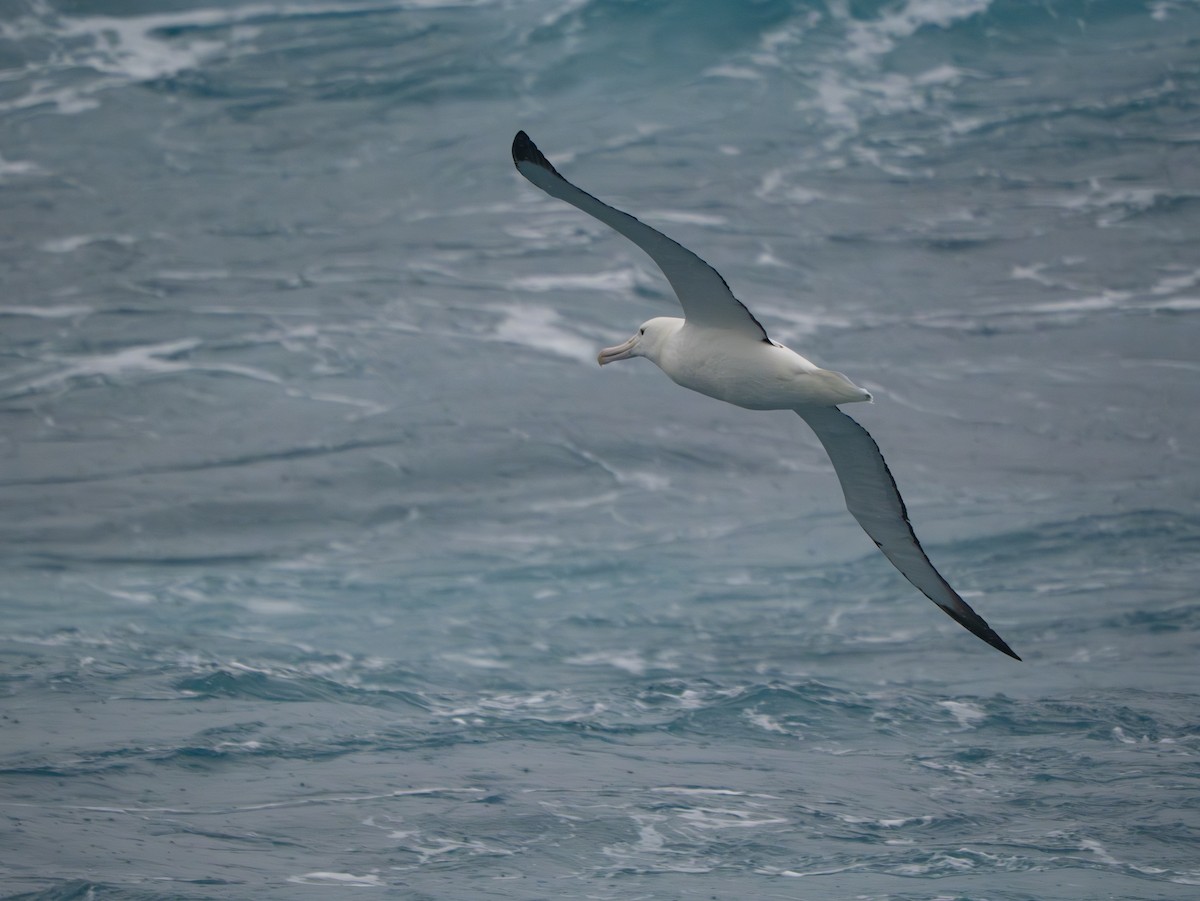 Альбатрос королівський південний - ML647709018