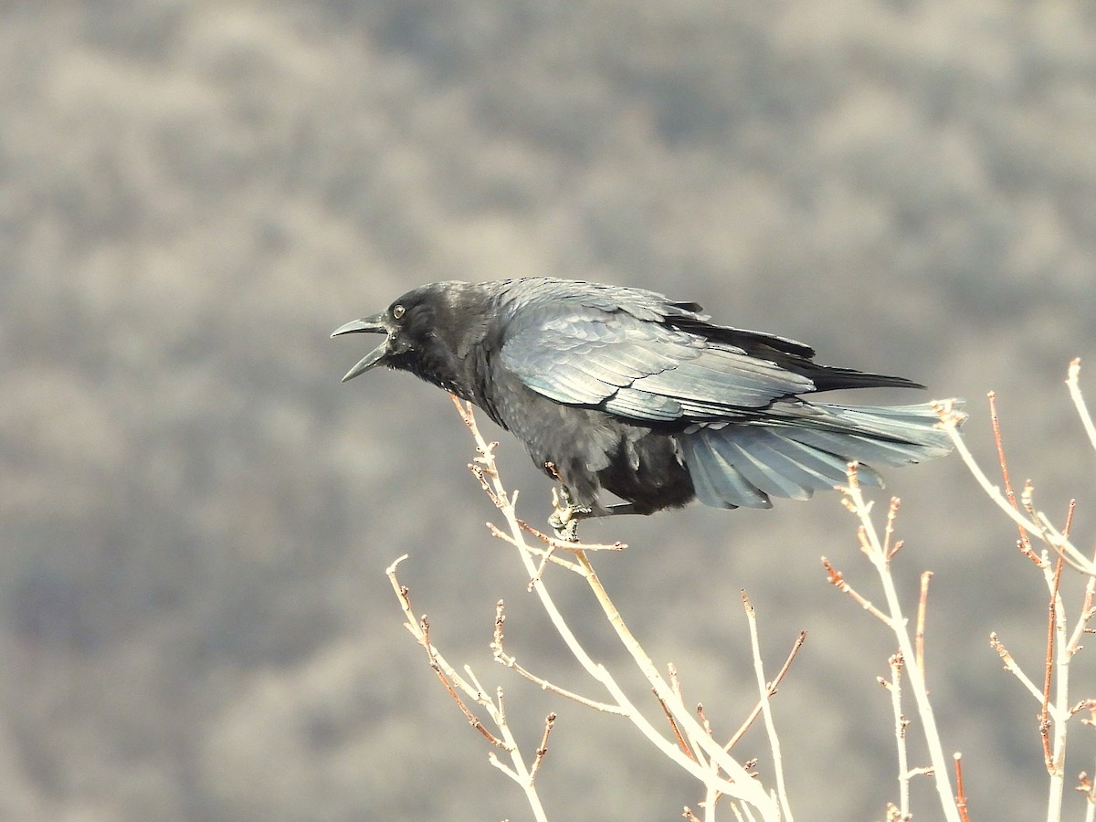 American Crow - ML647709034