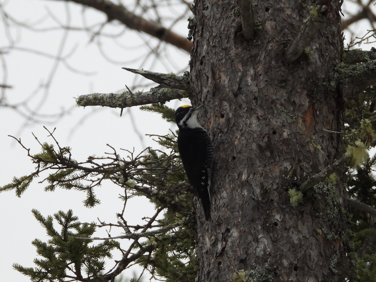 Black-backed Woodpecker - ML647709039
