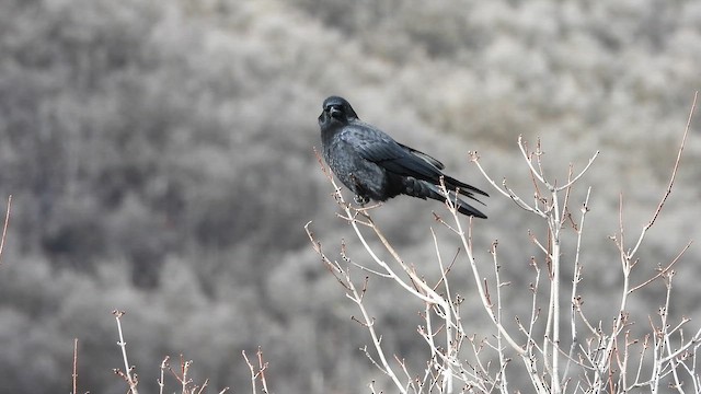 American Crow - ML647709044
