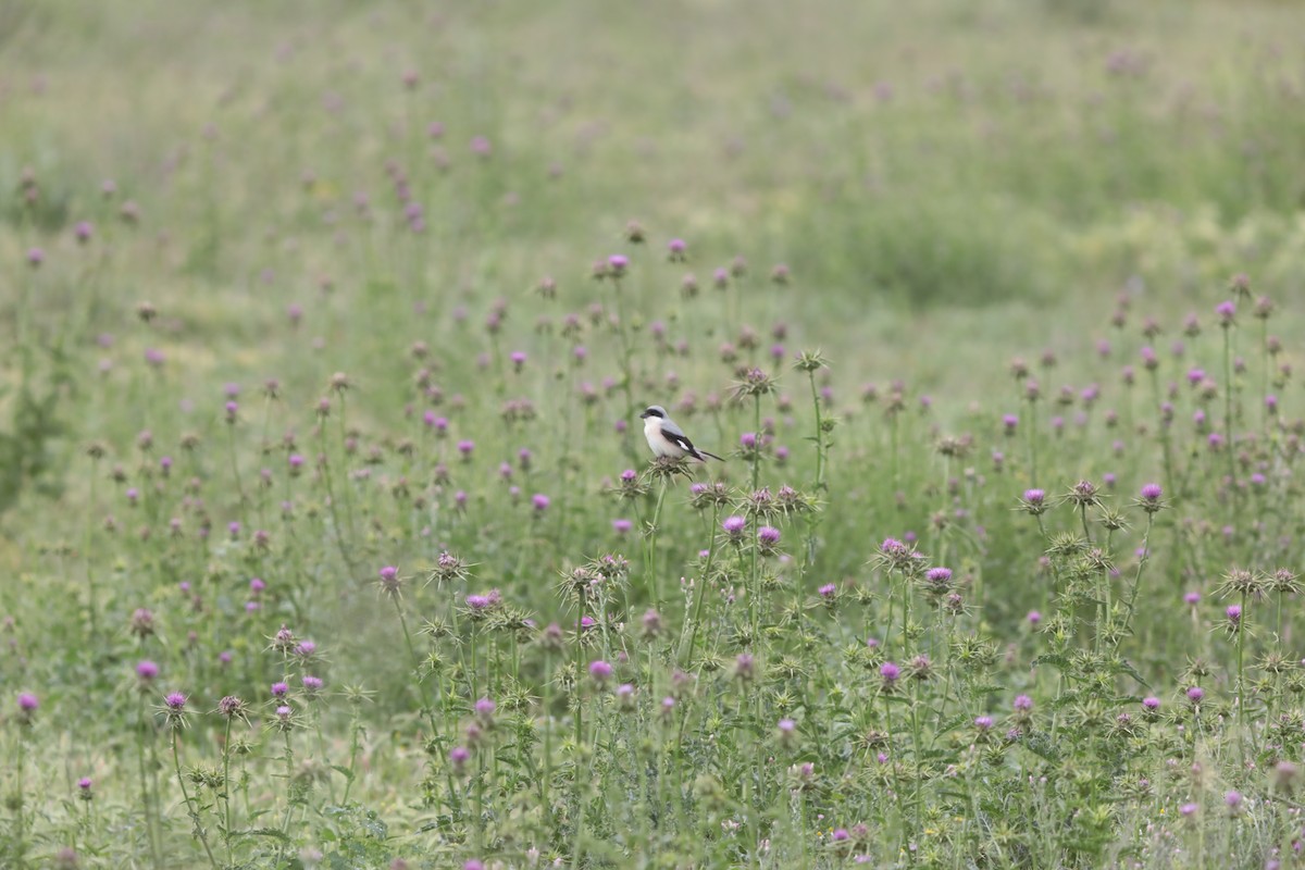 Pie-grièche à poitrine rose - ML647709046