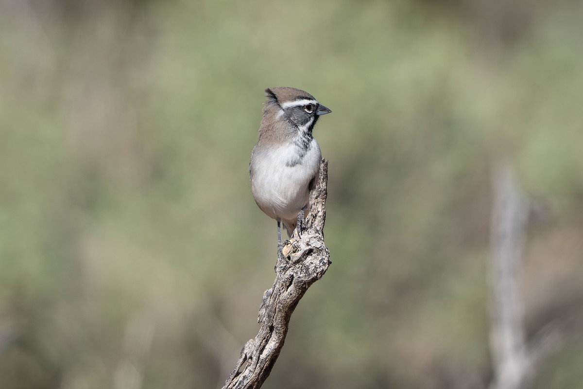 ノドグロヒメドリ - ML647709048