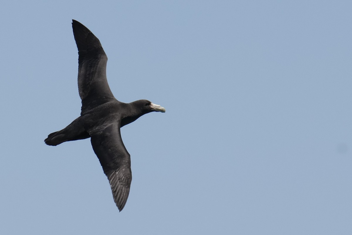 sørkjempepetrell - ML647709085