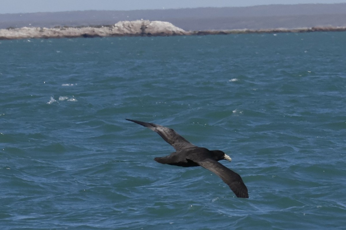 sørkjempepetrell - ML647709086