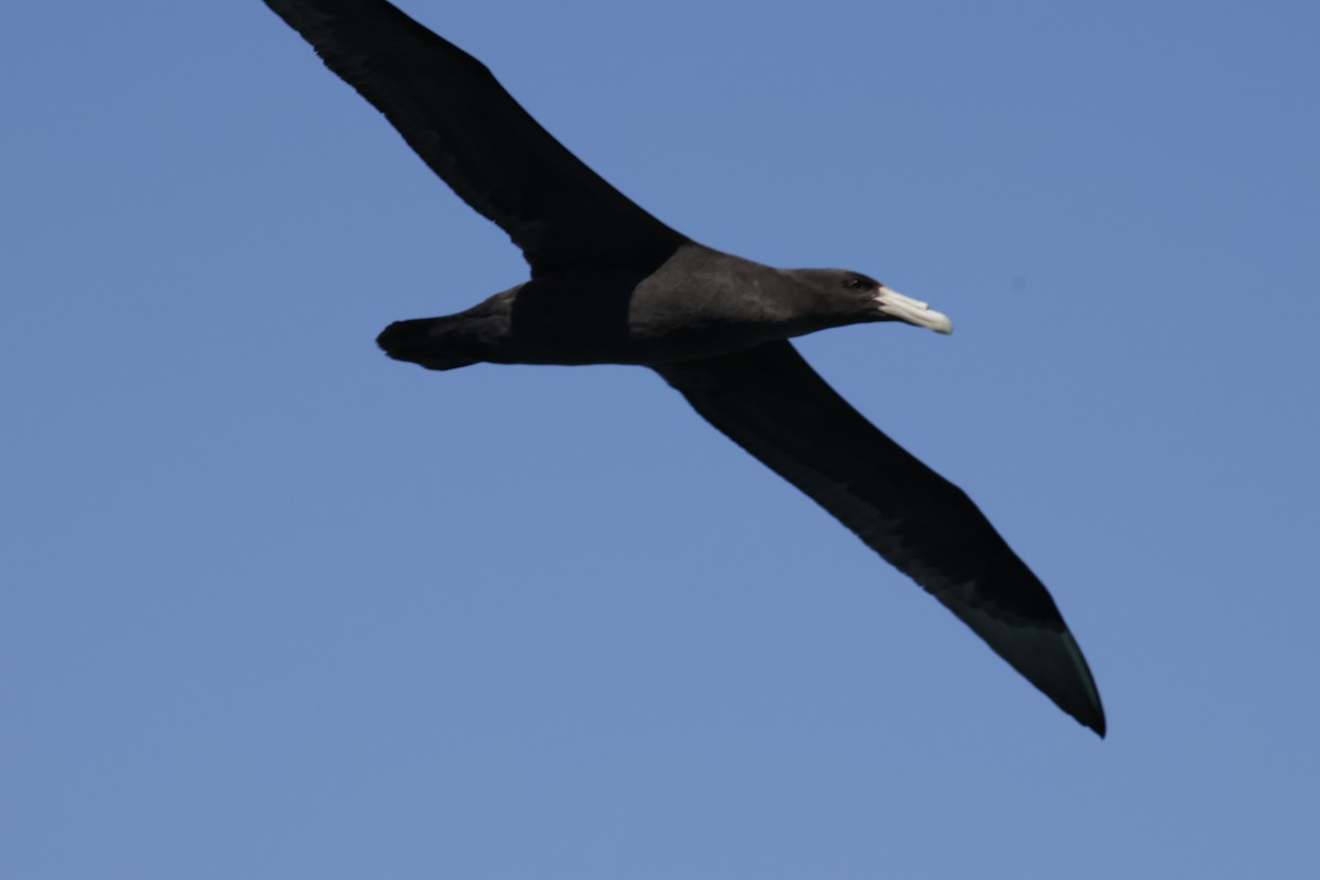 sørkjempepetrell - ML647709087