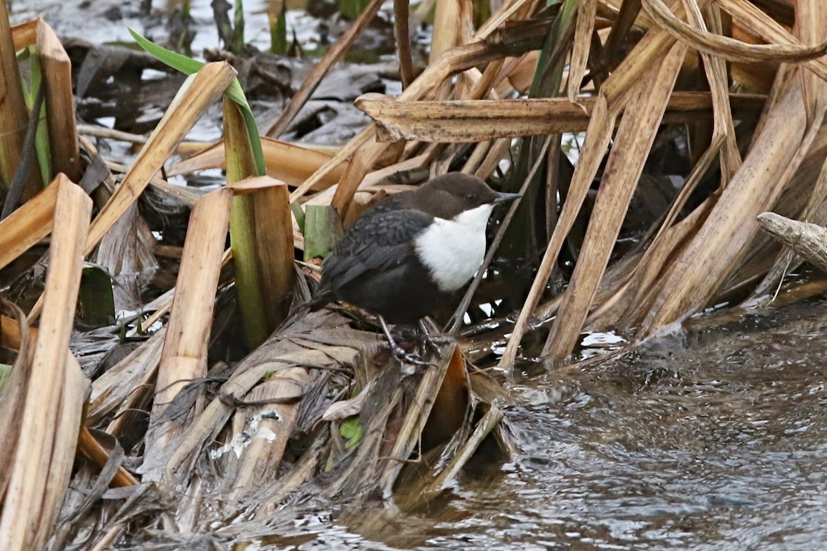 skorec vodní - ML647709088