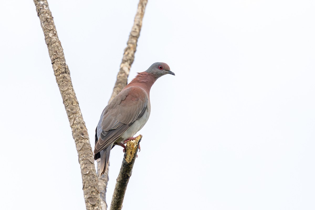 Paloma Colorada - ML647709090