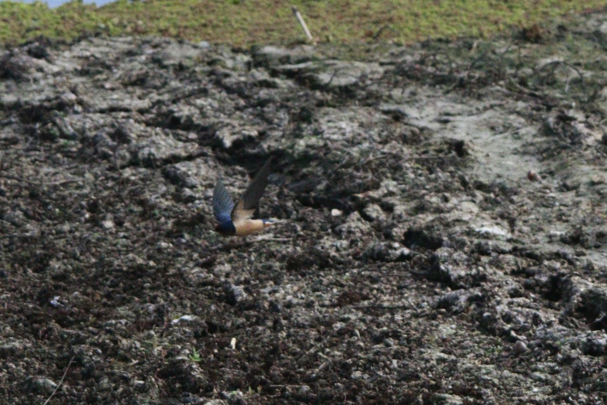 vlaštovka obecná - ML647709105