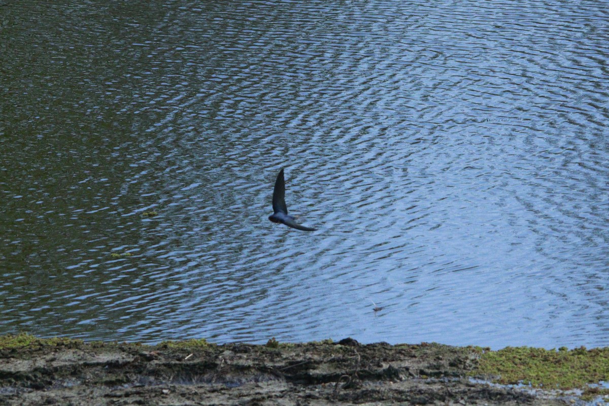 vlaštovka obecná - ML647709107