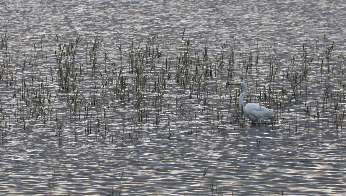 Great Egret - ML647709108