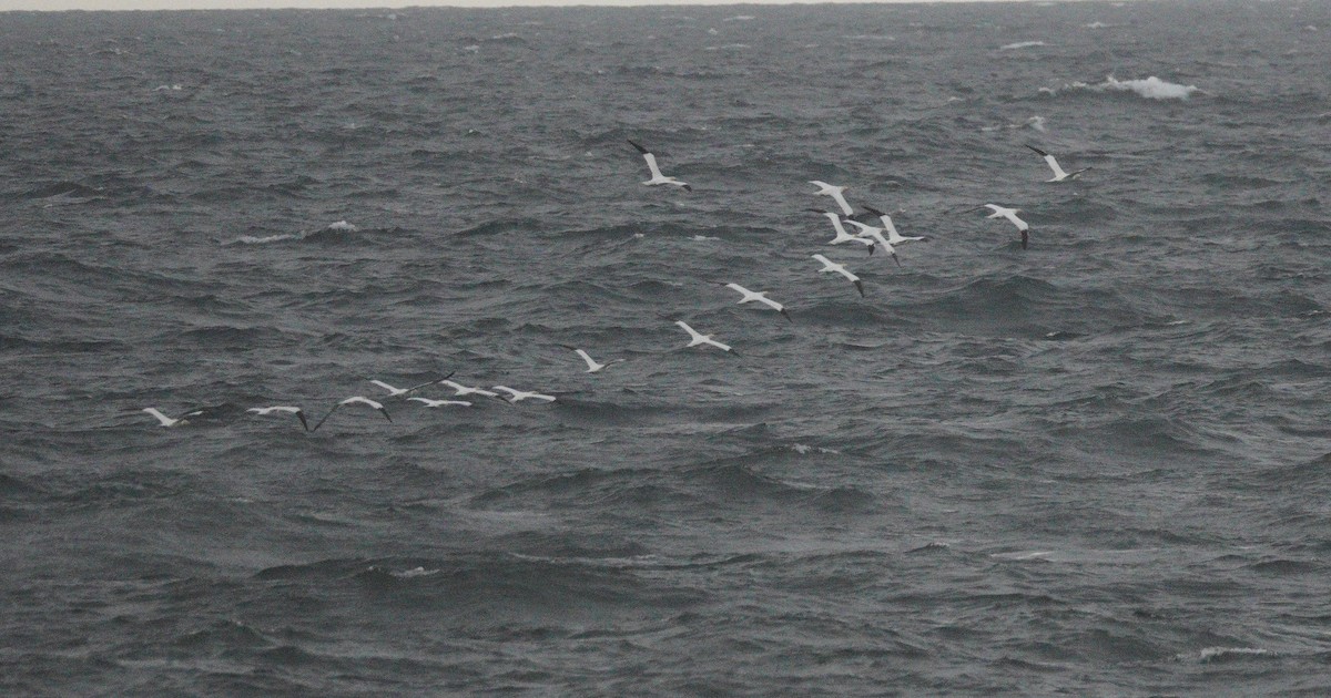 Alcatraz Atlántico - ML647709115