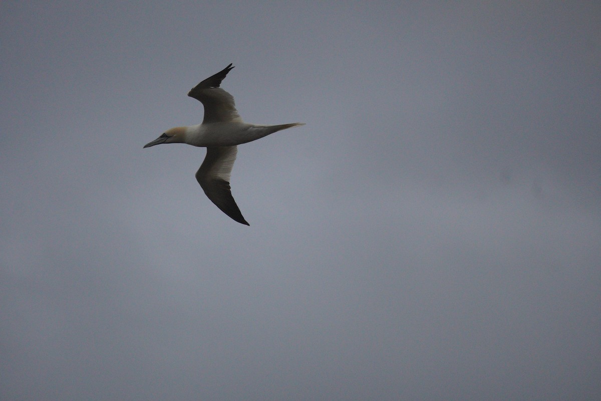 Alcatraz Atlántico - ML647709123