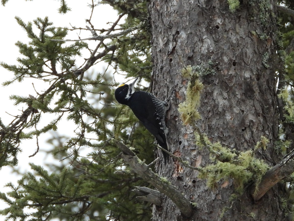 Black-backed Woodpecker - ML647709133