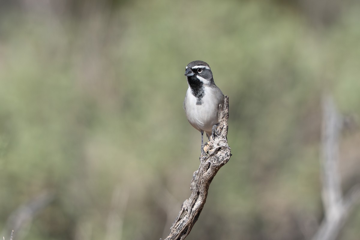 ノドグロヒメドリ - ML647709142