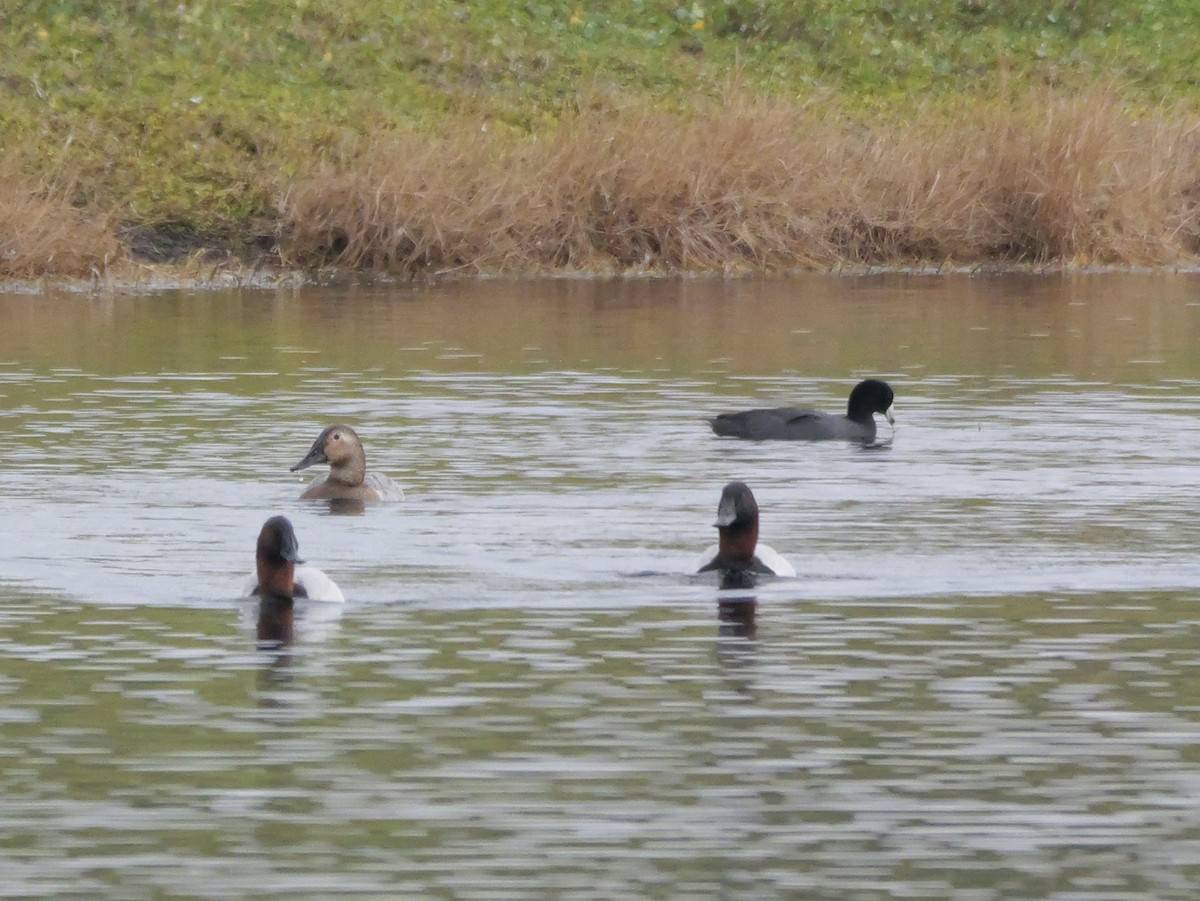 Fuligule à dos blanc - ML647709143