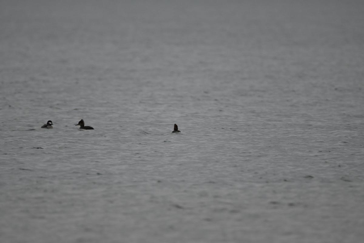 Common Merganser - ML647709162