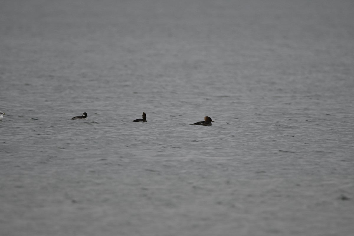 Common Merganser - ML647709163