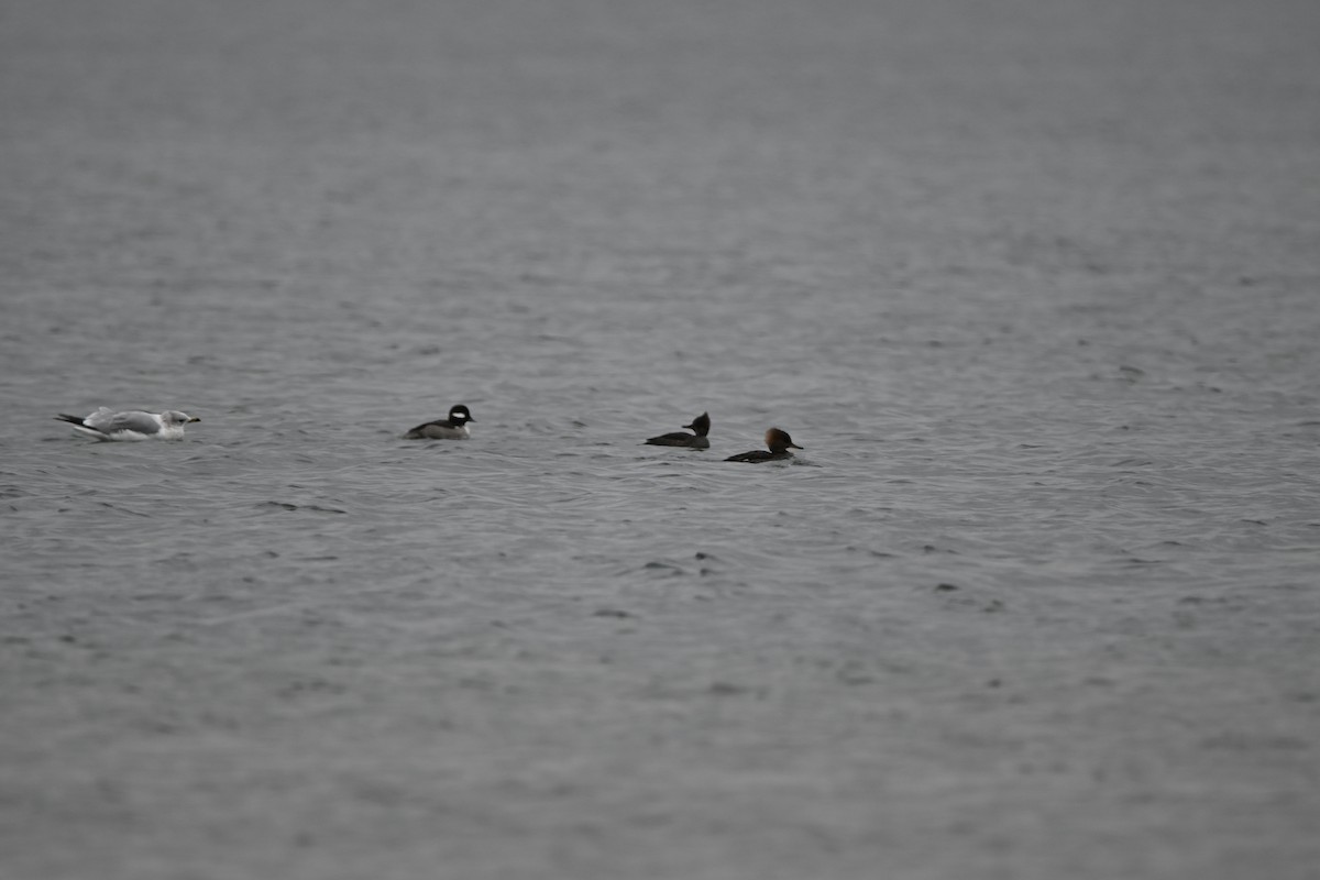 Common Merganser - ML647709164