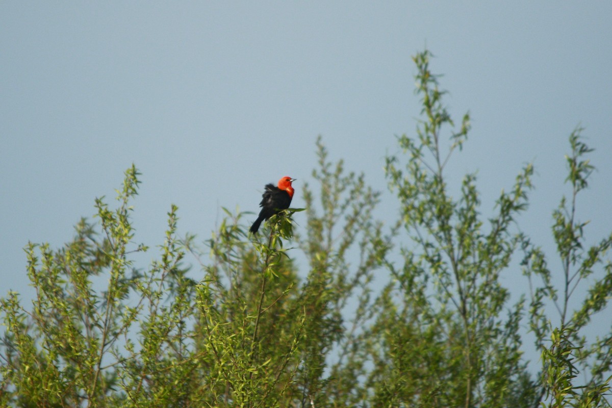 Scarlet-headed Blackbird - ML647709169