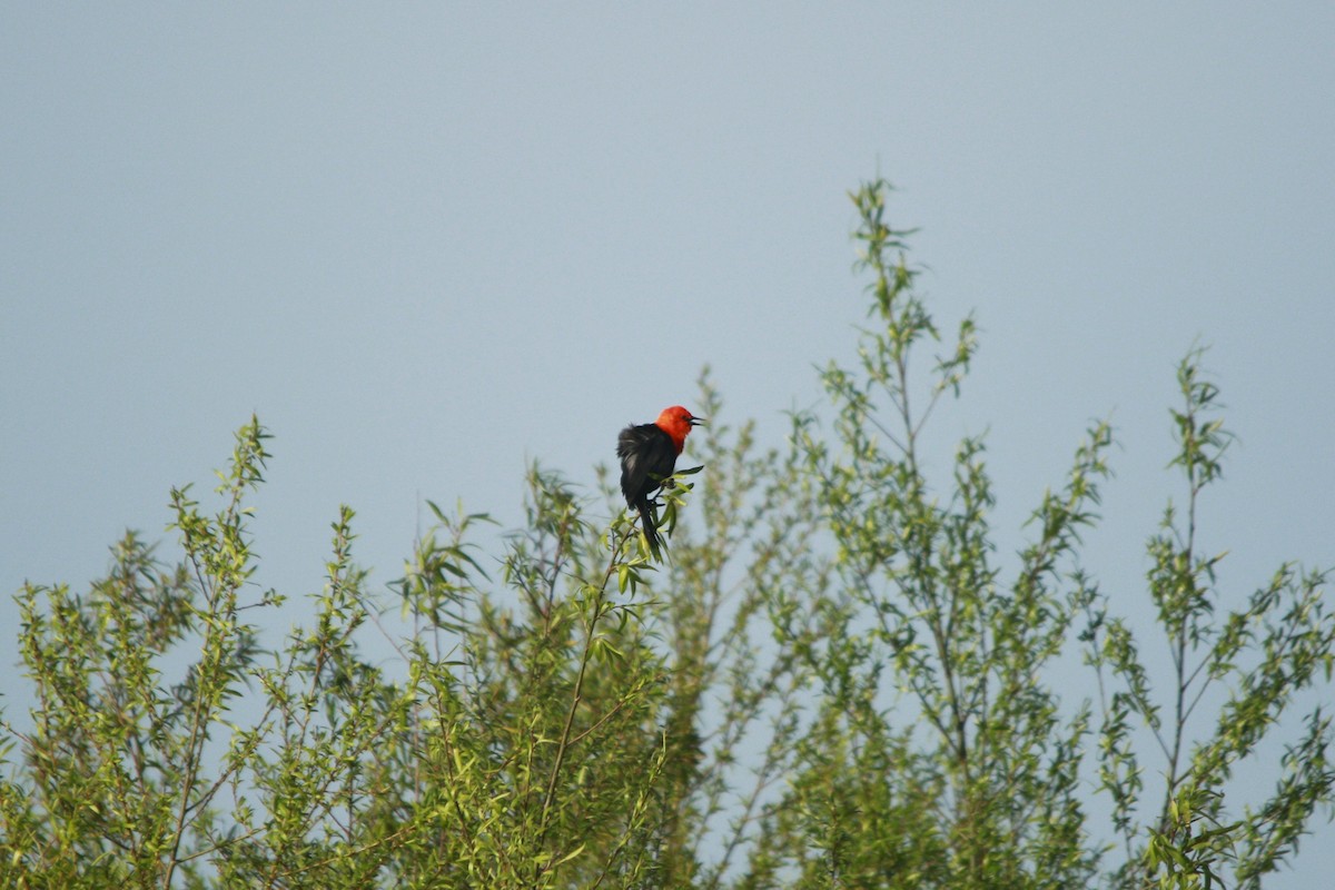 Scarlet-headed Blackbird - ML647709170