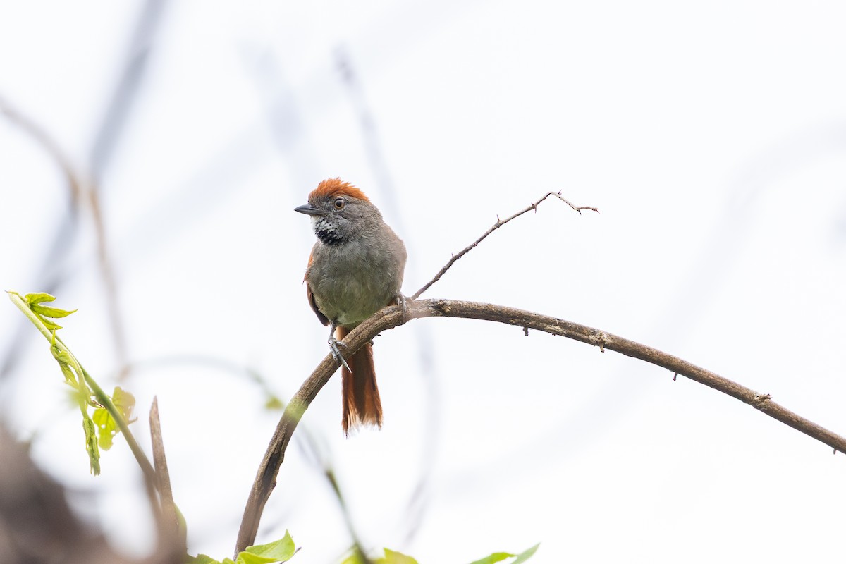 Sooty-fronted Spinetail - ML647709173