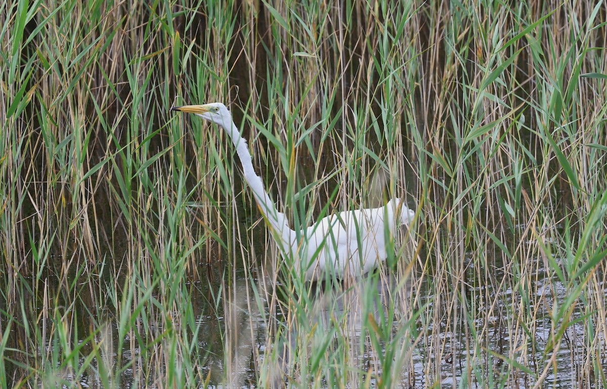 Great Egret - ML647709175