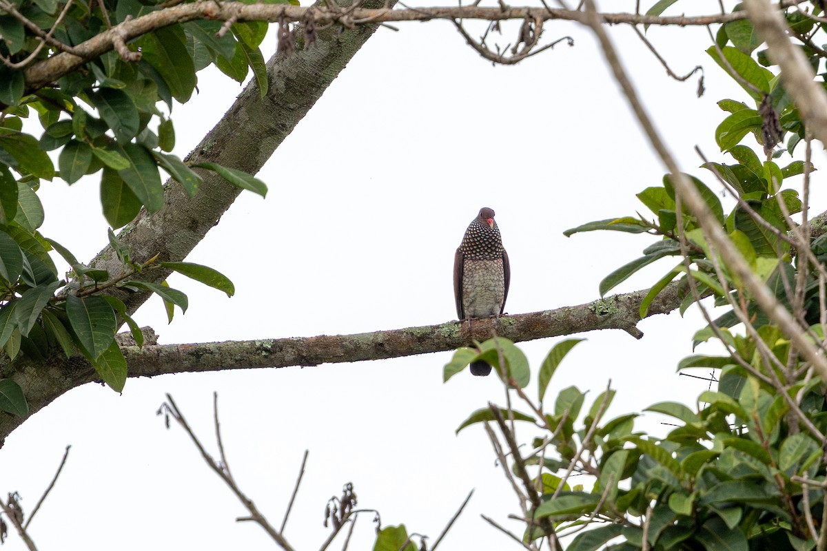 Scaled Pigeon - ML647709177