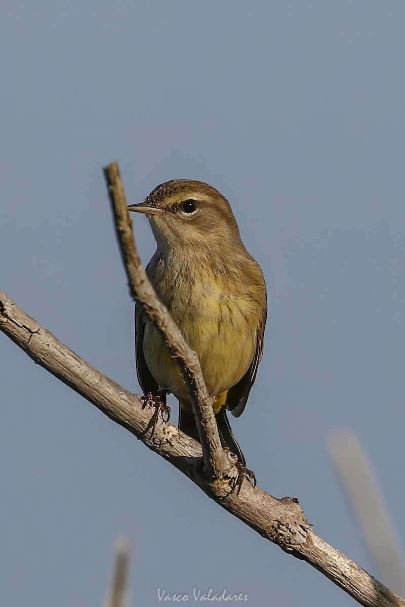 Palm Warbler - ML647709180