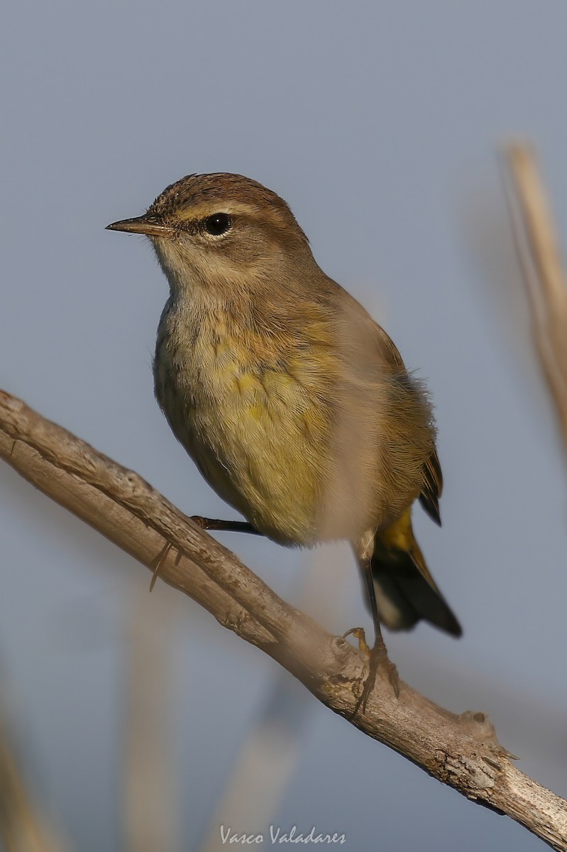 Palm Warbler - ML647709181