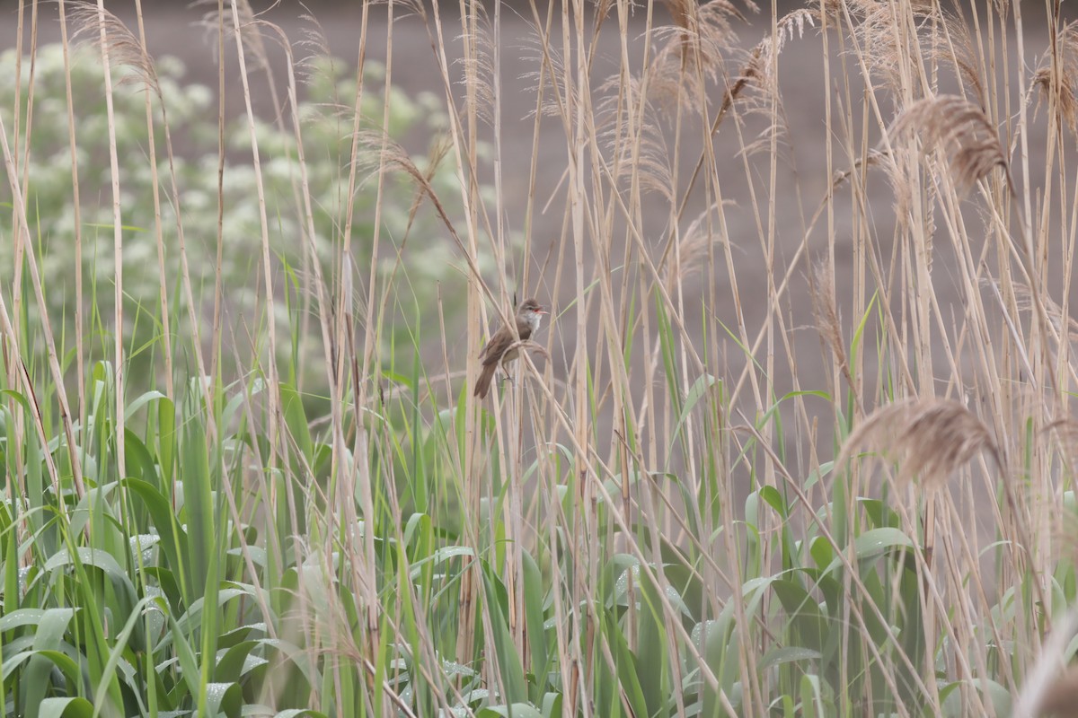 Great Reed Warbler - ML647709182